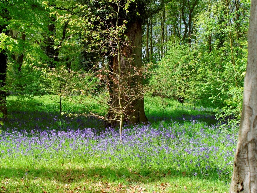 Scalford Hall *